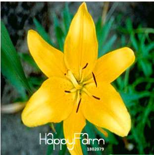 Fragrant Lily Flower Seeds - Color Mix, Indoor Bonsai, Potted Plants for Home & Garden