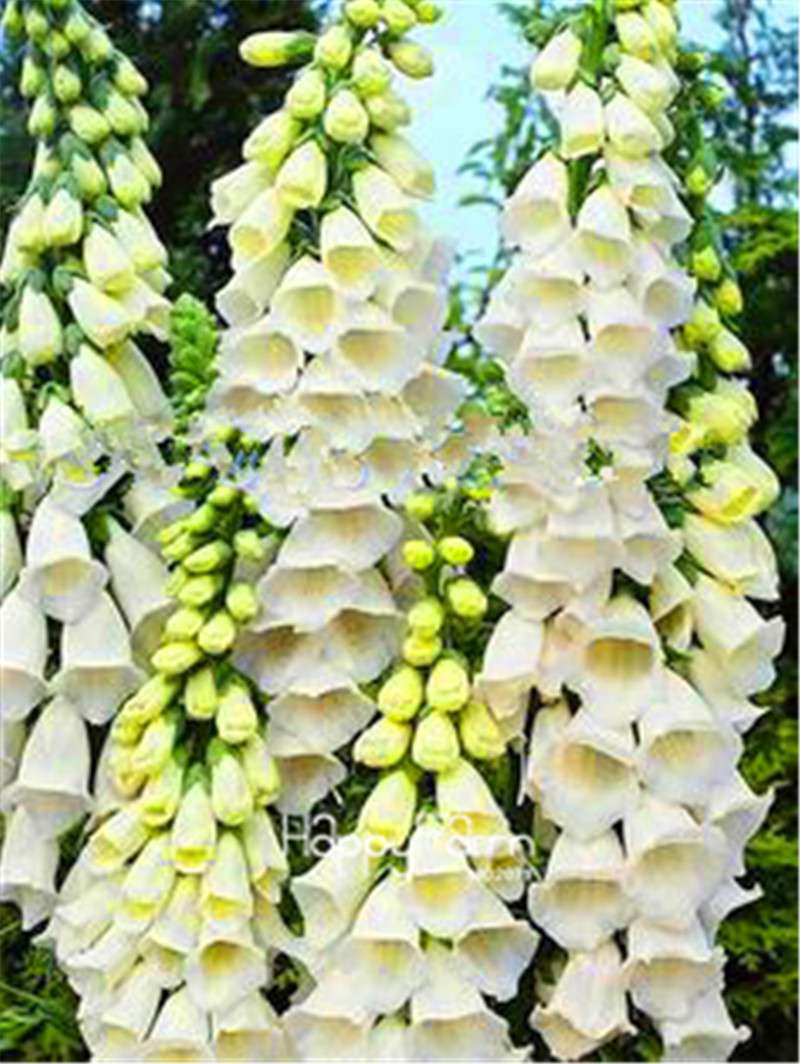 Fritillaria Foxglove Seeds - Potted Bonsai Garden Kit for DIY Home Planting | Premium Quality