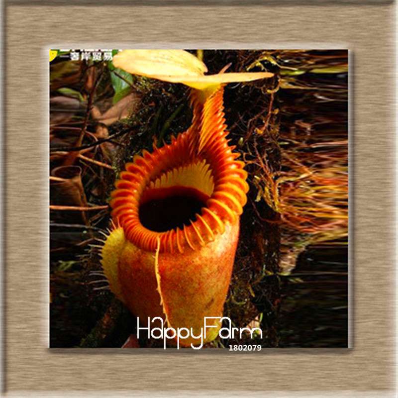 Nepenthes Seeds - Carnivorous Bonsai Plants for Balcony, Potted, Home Garden (11 Varieties)