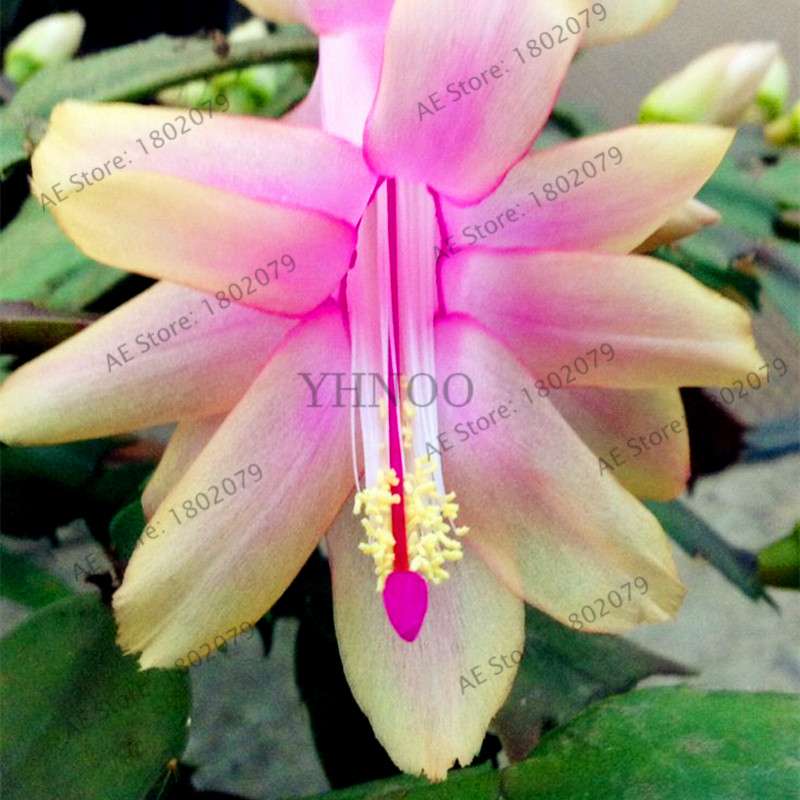 Mixed Color Christmas Cactus Seeds - Schlumbergera Bonsai Plant for Home & Garden Planting