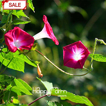 Morning Glory Seeds - Crimson Ipomoea Nil - Fast Blooming Chinese Flower Seeds for Garden