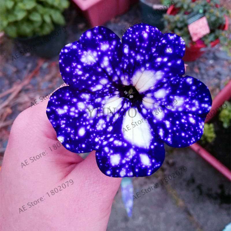 Night Sky Petunia Seeds - Blue & Pink Flowers for Home, Courtyard, Bonsai | Easy-Grow Garden Seeds
