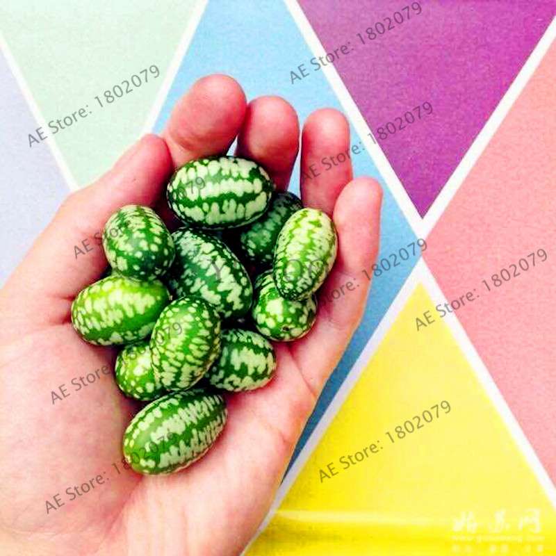 Thumb Watermelon Seeds - Non-GMO, Easy-Grow Cucamelon Bonsai Fruit for Home Garden