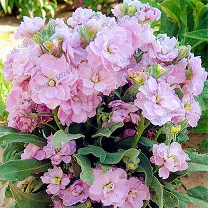 Violet Matthiola Incana Seeds - Easy-Grow Perennial Flower Seeds for Home & Garden Planting