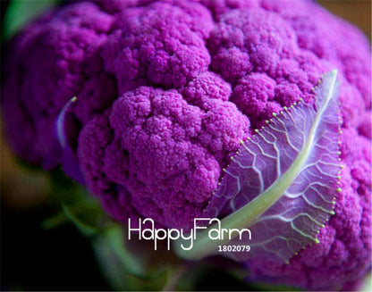 Organic Purple Cauliflower Seeds - Easy to Grow, Tasty & Nutritious for Home Garden - Non-GMO