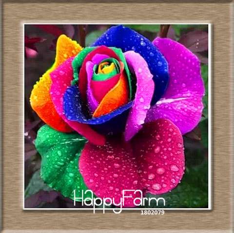 Colorful Rainbow Rose Seeds - 20 Varieties, for Bonsai & Flower Pots | Premium Planting Kit