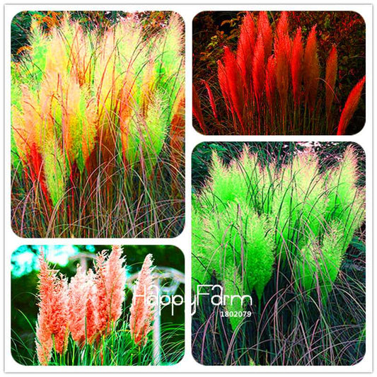 Pampas Grass Seeds - Beautiful Cortaderia for Home Garden Planting | Fast-Growing Flower Seeds