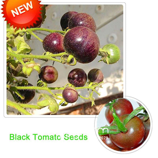 Organic Chocolate Black Tomato Seeds - for Home Garden, Non-GMO Heirloom Vegetable Seeds