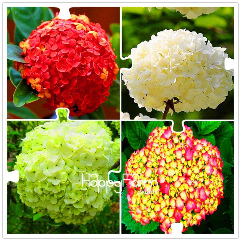 Mixed Hydrangea Seeds - Vibrant Home Garden Flowers for Bonsai & Planting