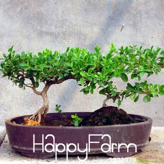 Seeds - Chinese Bonsai Elm Tree Seeds (Ulmus Pumila) | Hardy Perennial Garden Planting