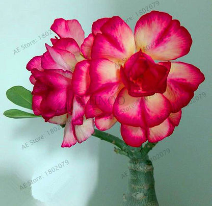 Exotic Mixed Colors Desert Rose Seeds - Fire Red Heart Bonsai, for Home Garden