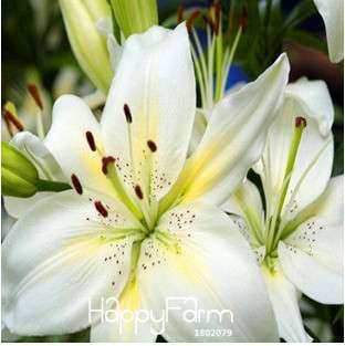 Fragrant Lily Flower Seeds - Color Mix, Indoor Bonsai, Potted Plants for Home & Garden