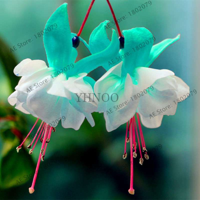 Mixed Color Lantern Flower Seeds - Fuchsia Hybrida Perennial Bonsai Plant for Home & Garden