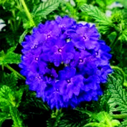 Mixed Color Verbena Hybrida Seeds - Easy to Grow Bonsai Flowers for Home & Garden Planting