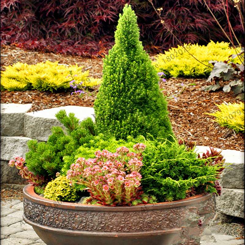 Siberian Carpet Cypress Seeds - Mini Bonsai Tree for Home Garden, Indoor & Outdoor Planting