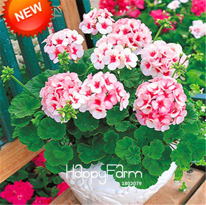 Pale Pink Geranium Seeds - Perennial Pelargonium Peltatum, Indoor Flowering Plants for Home & Garden