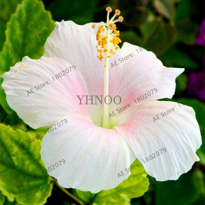 24-Color Giant Dinnerplate Hibiscus Seeds - Perennial Flower for Home, Bonsai & Garden Planting