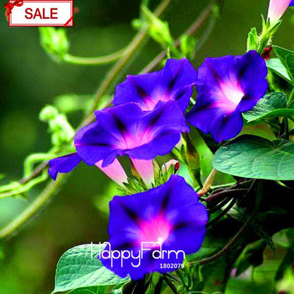 Morning Glory Seeds - Deep Blue Ipomoea Nil - Fast Blooming Chinese Flower Seeds for Garden