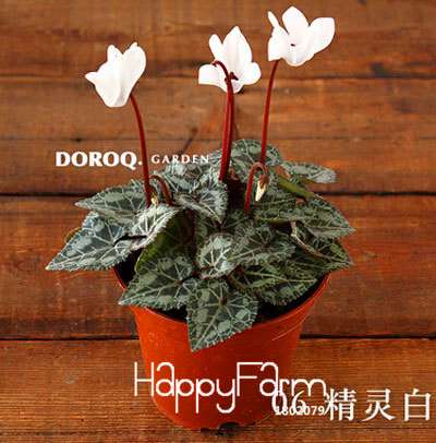 Cyclamen & Primrose Flower Seeds for Planting - Fresh Garden Seedlings