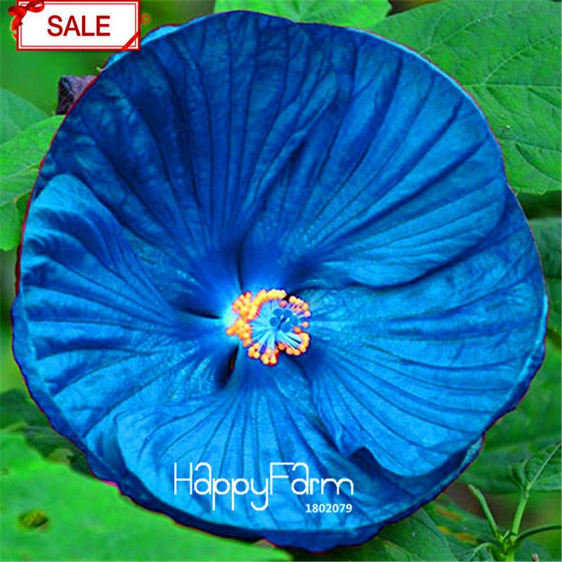 Red Giant Hibiscus Seeds - for Planting, DIY Home Garden Bonsai, Vibrant Blooming Flowers