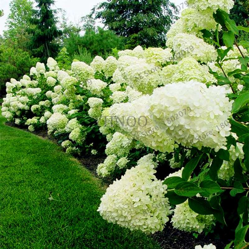 Vanilla Strawberry Hydrangea Seeds - Perennial Flowers for Wedding, Party & Garden Decor