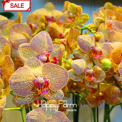 Yellow Phalaenopsis Orchid Seeds - Perennial Potted Flowering Plants for Home Garden