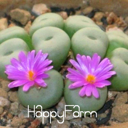 Purple Lithops Seeds - Unique Succulent Plants for Home, Office & Balcony Planting