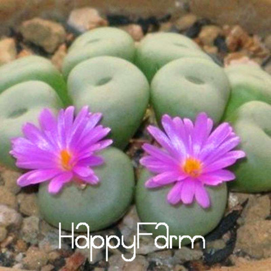 Purple Lithops Seeds - Unique Succulent Plants for Home, Office & Balcony Planting