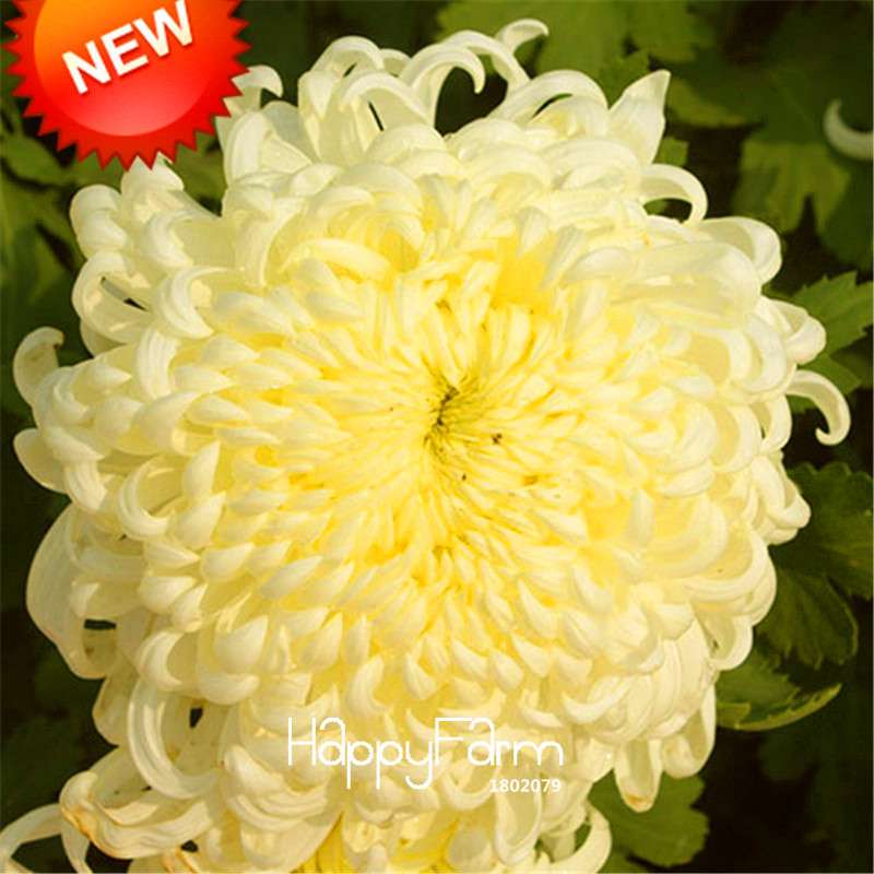 Orange Chrysanthemum Fireworks Flower Seeds - Bonsai Balcony Garden, Fast Shipping USA