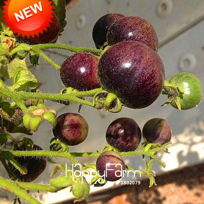 Organic White Tomato Seeds for Home Garden - Non-GMO, Easy to Grow, Potted Vegetable Planting
