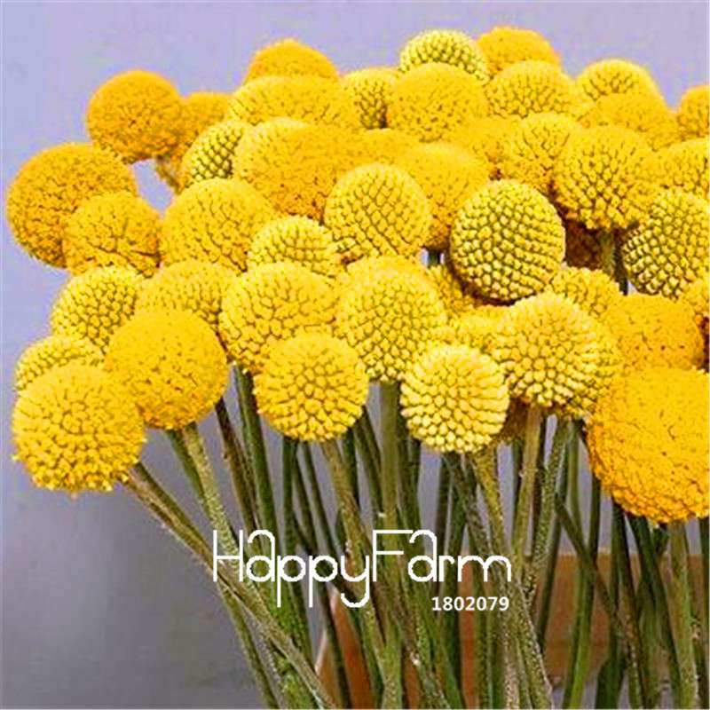 Billy Buttons Seeds - Heirloom Craspedia Globosa, Yellow Perennial Flowers for Garden Planting