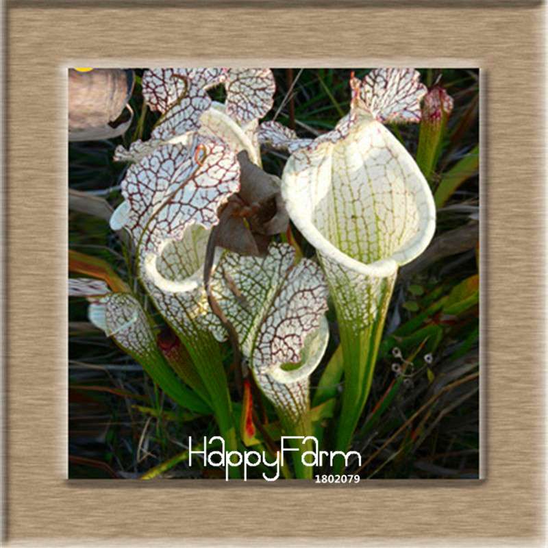 Nepenthes Seeds - Carnivorous Bonsai Plants for Balcony, Potted, Home Garden (11 Varieties)