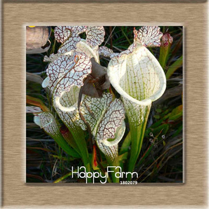 Nepenthes Seeds - Carnivorous Bonsai Plants for Balcony, Potted, Home Garden (11 Varieties)