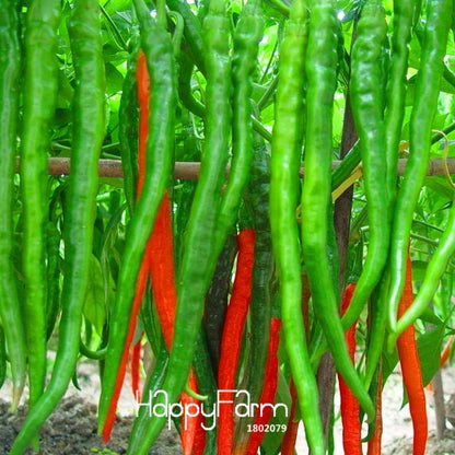 Long Red Chili Pepper Seeds - Organic, Healthy, Non-GMO for Garden & Pots - Hot Pepper Seeds for Home Planting