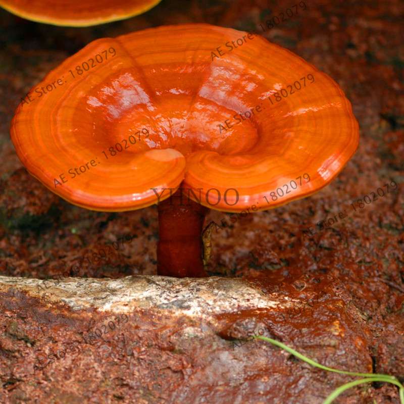 Wild Ganoderma Lucidum Lingzhi Spores - Easy Planting, High Germination Rate for Home Growers