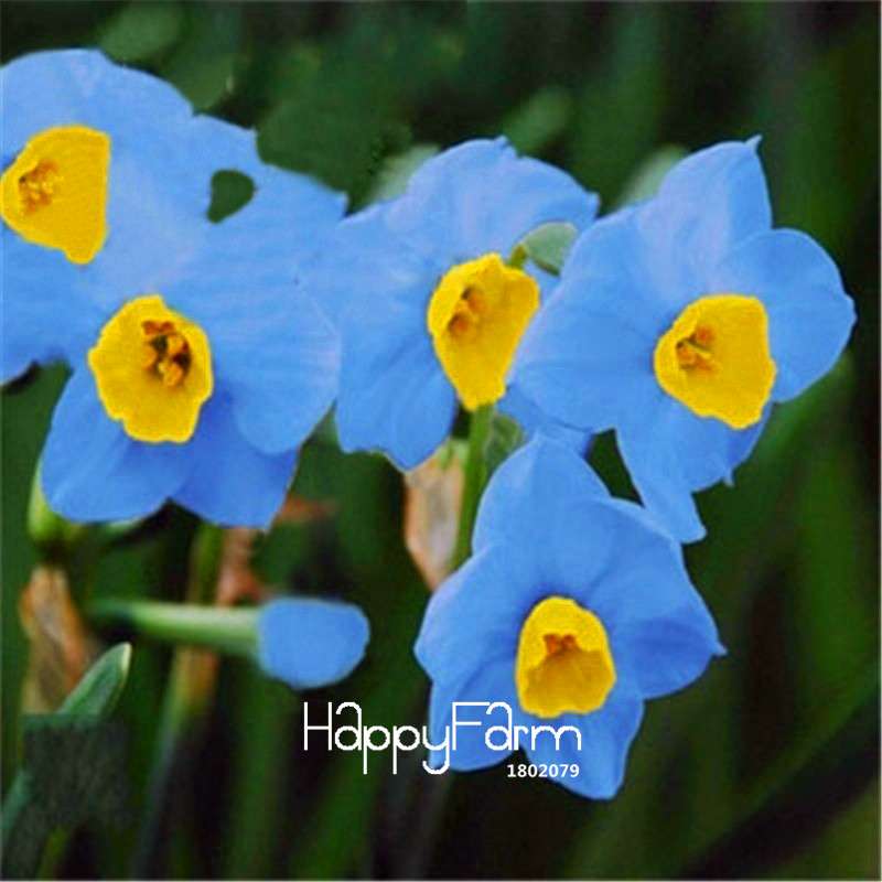 Daffodil Seeds (Narcissus Tazetta) - Indoor Flowering Bulbs for Home & Office, Easy to Grow