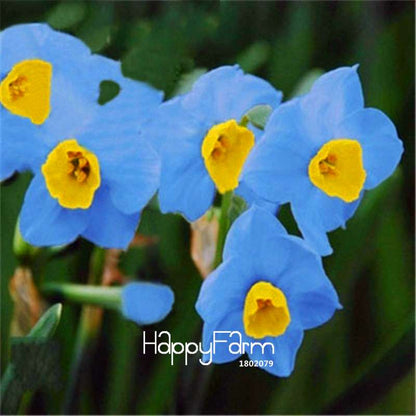 Daffodil Seeds (Narcissus Tazetta) - Indoor Flowering Bulbs for Home & Office, Easy to Grow