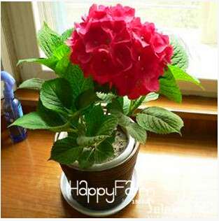 Geranium Seeds for Potted Balcony Planting - Fast Sprouting Pelargonium Flowers
