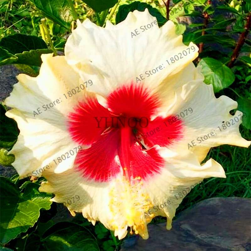 24-Color Giant Dinnerplate Hibiscus Seeds - Perennial Flower for Home, Bonsai & Garden Planting