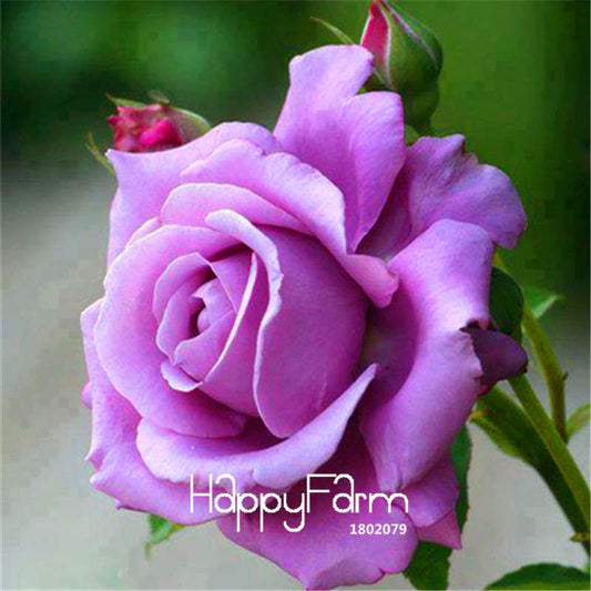 Sterling Silver Rose Seeds - Romantic DIY Gift for Garden Lovers, Home Decor, Bonsai & Flower Planting