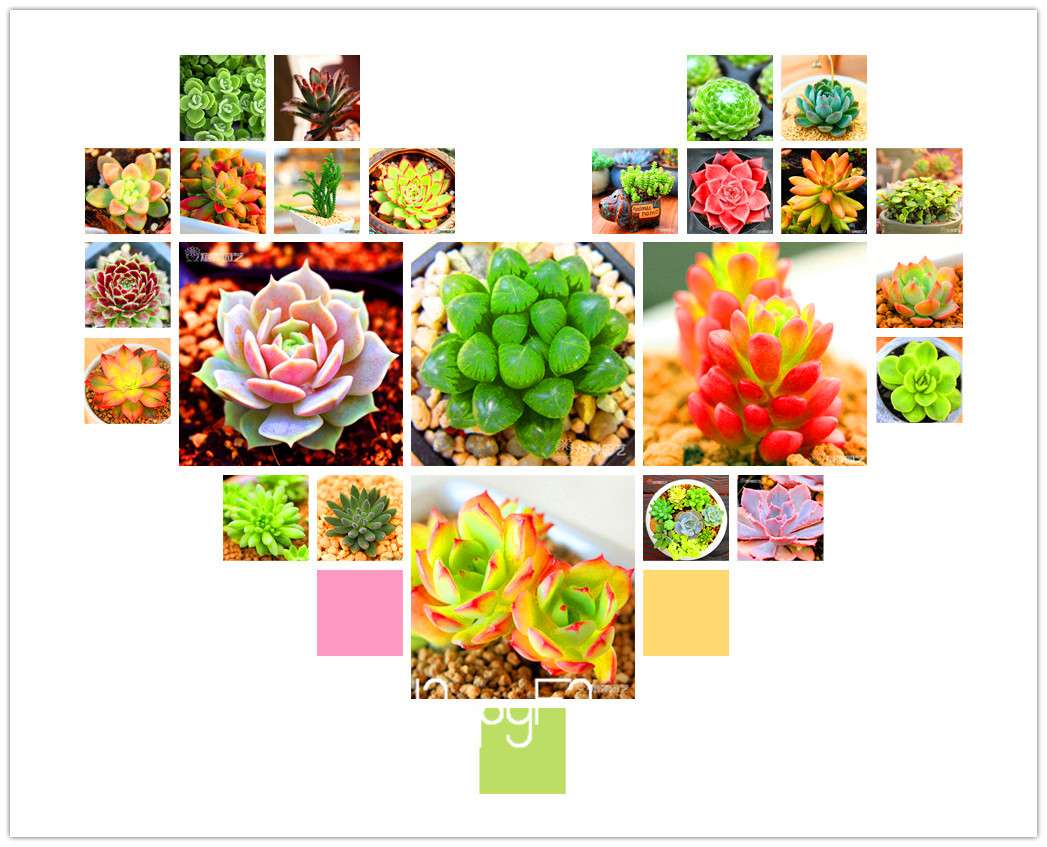 Lithops Seeds - 99 Varieties, Succulent & Bonsai Plants for Office - Fast Shipping & High Germination Rate