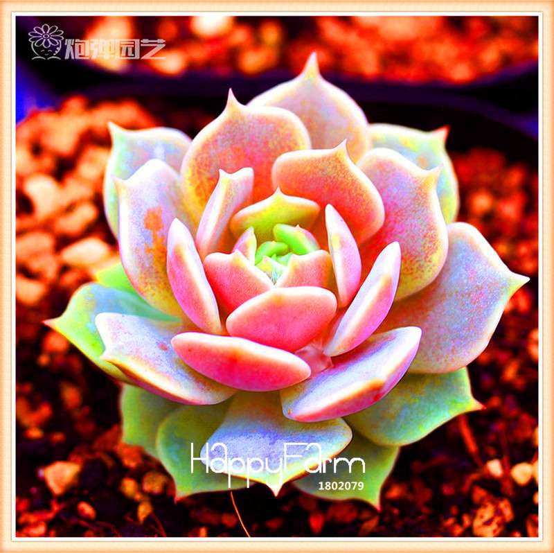 Lithops Seeds - 99 Varieties, Succulent & Bonsai Plants for Office - Fast Shipping & High Germination Rate