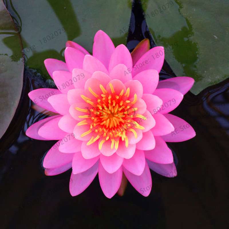 Lotus Flower Seeds - Aquatic Water Lily Plants for Home Garden Planting