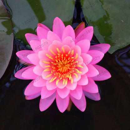 Lotus Flower Seeds - Aquatic Water Lily Plants for Home Garden Planting