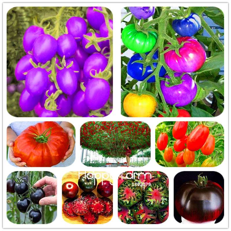 Rainbow Tomato Seeds - Organic Bonsai Veggie & Fruit Seeds for Home Garden, Non-GMO, Easy Grow