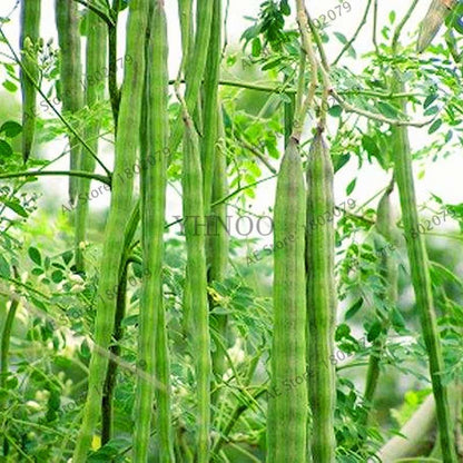 Moringa Seeds for Planting - Organic Moringa Oleifera Tree, Edible Drumstick Bonsai for Home Garden