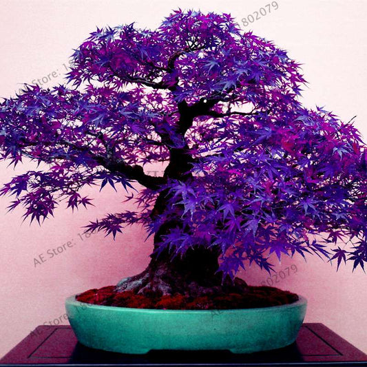 Purple Ghost Japanese Maple Seeds - Acer Palmatum Bonsai, Potted Plant for Home & Garden