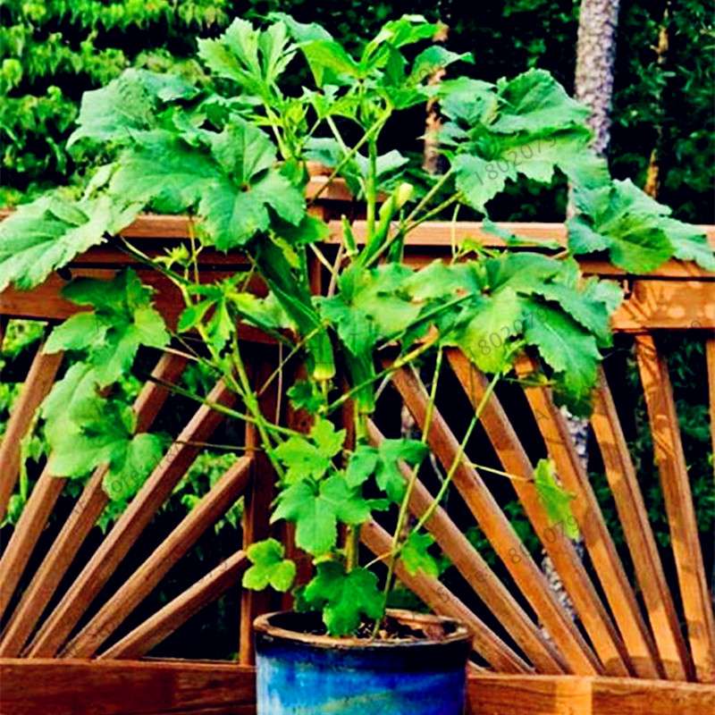 Organic Non-GMO Okra Seeds for Kidney Health - Fun Countryside Garden Supplies