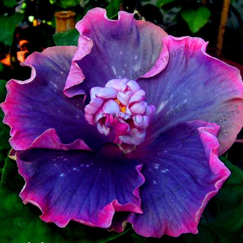24-Color Giant Dinnerplate Hibiscus Seeds - Perennial Flower for Home, Bonsai & Garden Planting