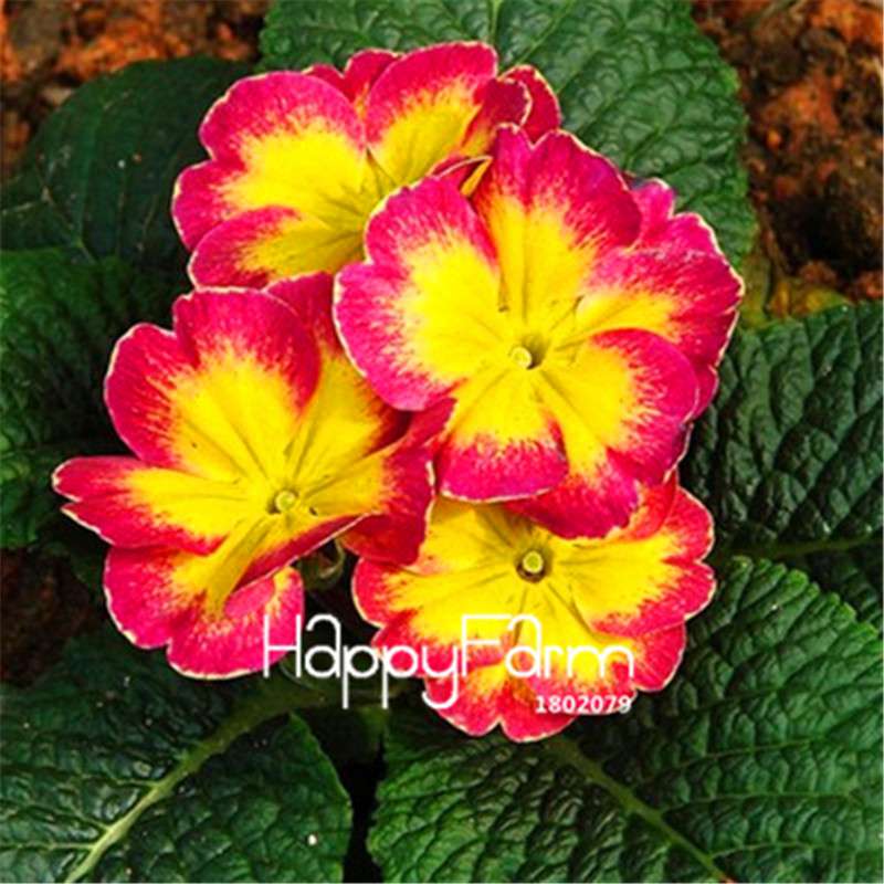 Rare Primrose Seeds (Primula malacoides) - Europe Bonsai Flower Seeds for Home Garden & Outdoor Planting